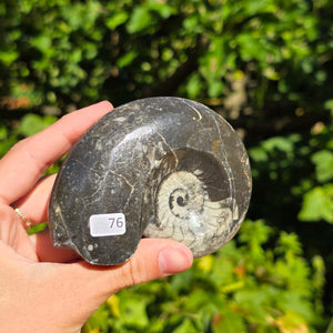 Ammonit - Echtes versteinertes Fossil - 100 Millionen Jahre alt - 9x7 cm - NR. 104