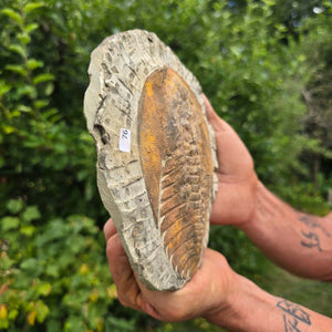 Echter Trilobit Fossil auf Matrix – Naturfund aus Marokko - handpräpariert - 19x17cm - Nr. 76