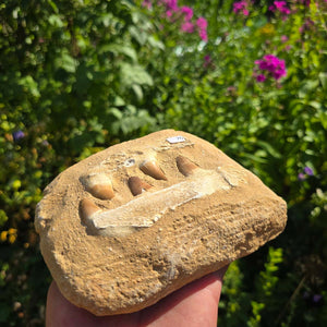 Mosasaurus Kiefer Prognathodon mit originalen Zähnen (Präpariert) – Fossil aus Marokko - 15x12cm - Nr. 76
