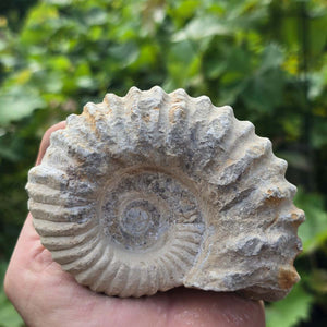 Ammonit - Echtes versteinertes Fossil - 100 Millionen Jahre alt - 12x10x5 cm - NR. 76