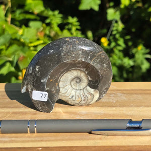 Ammonit - Echtes versteinertes Fossil - 100 Millionen Jahre alt - 8x7 cm - NR. 105