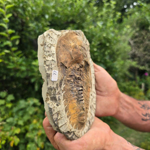 Echter Trilobit Fossil auf Matrix – Naturfund aus Marokko - handpräpariert - 18x14cm - Nr. 77