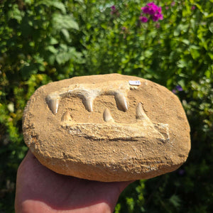 Mosasaurus Kiefer Prognathodon mit originalen Zähnen (Präpariert) – Fossil aus Marokko - 18x14cm - Nr. 77