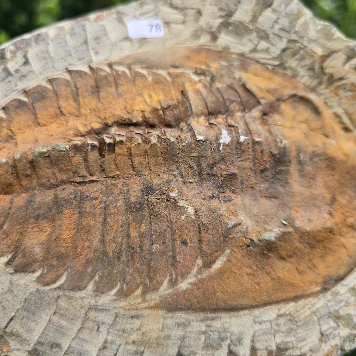 Echter Trilobit Fossil auf Matrix – Naturfund aus Marokko - handpräpariert - 18x15cm - Nr. 78