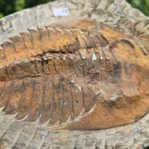 Echter Trilobit Fossil auf Matrix – Naturfund aus Marokko - handpräpariert - 18x15cm - Nr. 78