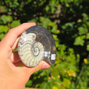 Ammonit - Echtes versteinertes Fossil - 100 Millionen Jahre alt - 8x7 cm - NR. 106