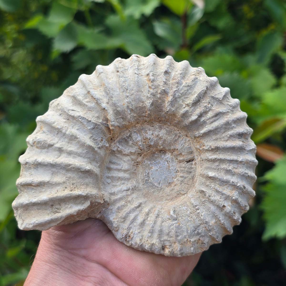 Ammonit - Echtes versteinertes Fossil - 100 Millionen Jahre alt - 12x10x5 cm - NR. 79