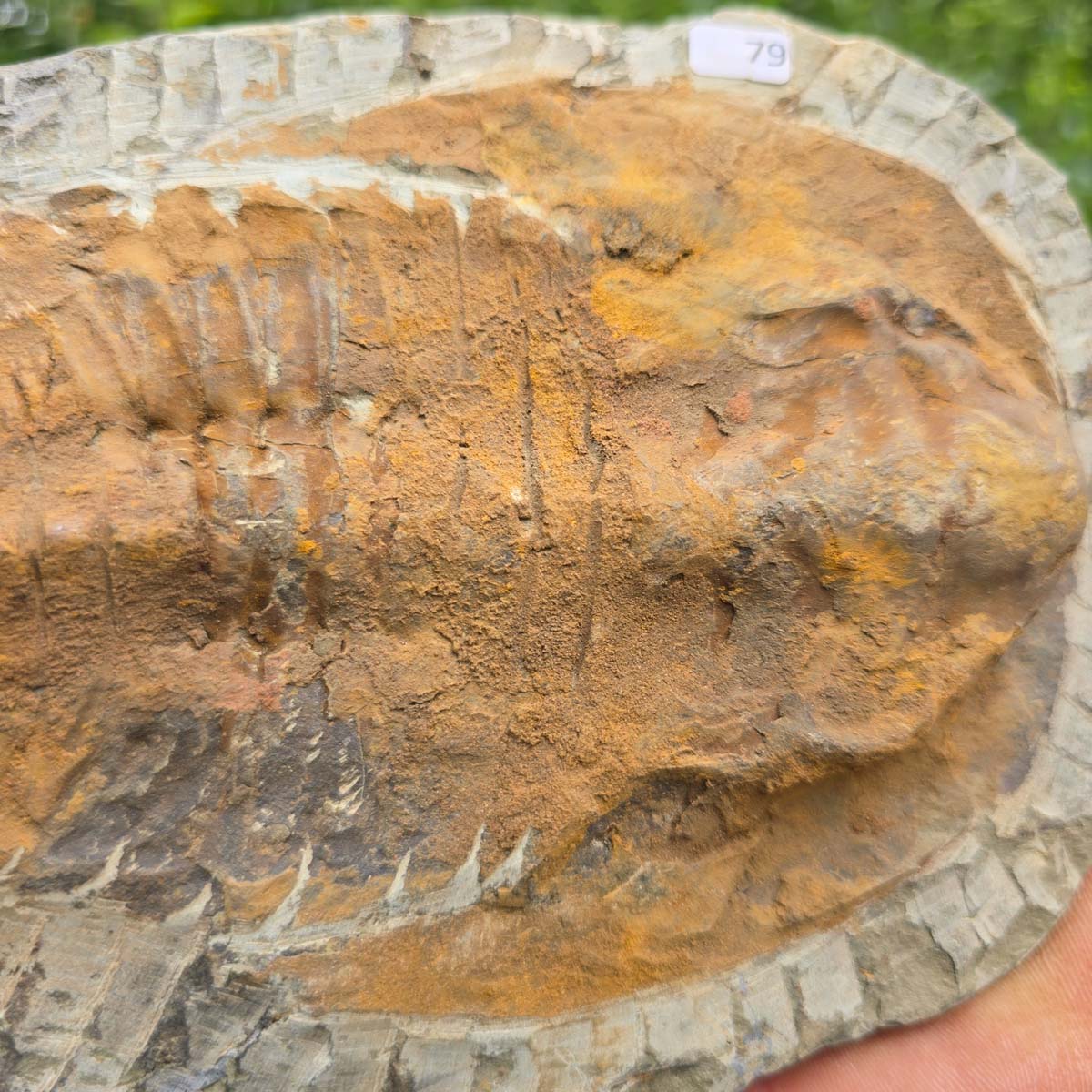 Echter Trilobit Fossil auf Matrix – Naturfund aus Marokko - handpräpariert - 19x15cm - Nr. 79