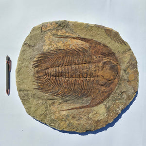 Echter Trilobit Fossil auf Matrix – Naturfund aus Marokko - handpräpariert - 47x42cm - Nr. 7