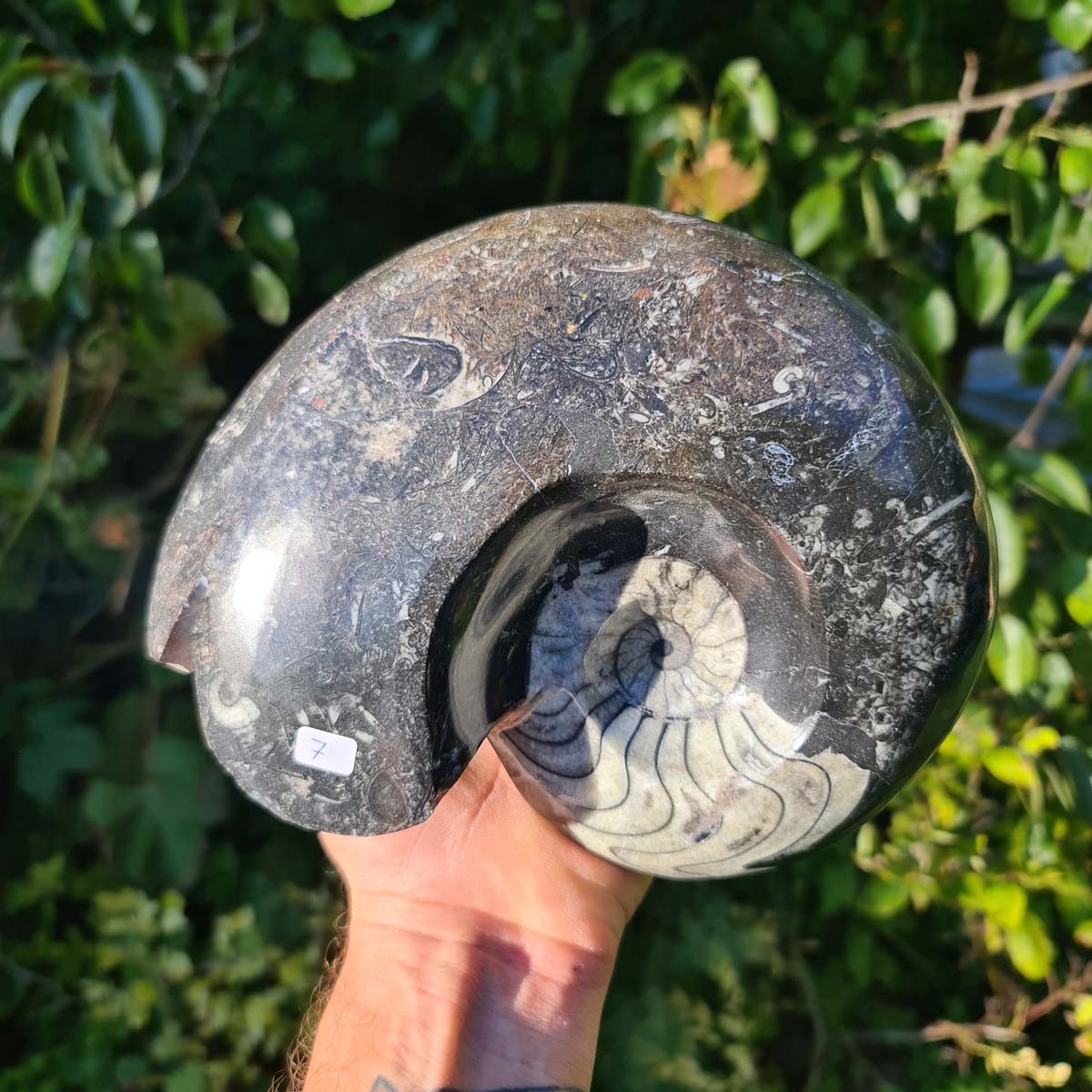 Ammonit - Echtes versteinertes Fossil - 100 Millionen Jahre alt - 20x17 cm - NR. 46