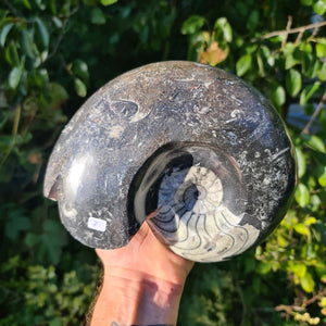Ammonit - Echtes versteinertes Fossil - 100 Millionen Jahre alt - 20x17 cm - NR. 46