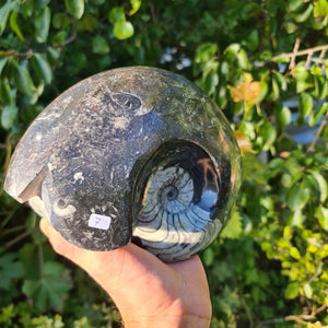Ammonit - Echtes versteinertes Fossil - 100 Millionen Jahre alt - 20x17 cm - NR. 46