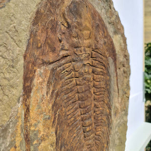 Echter Trilobit Fossil auf Matrix – Naturfund aus Marokko - handpräpariert - 47x42cm - Nr. 7