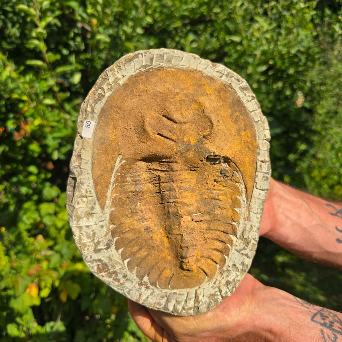 Echter Trilobit Fossil auf Matrix – Naturfund aus Marokko - handpräpariert - 22x17cm - Nr. 80