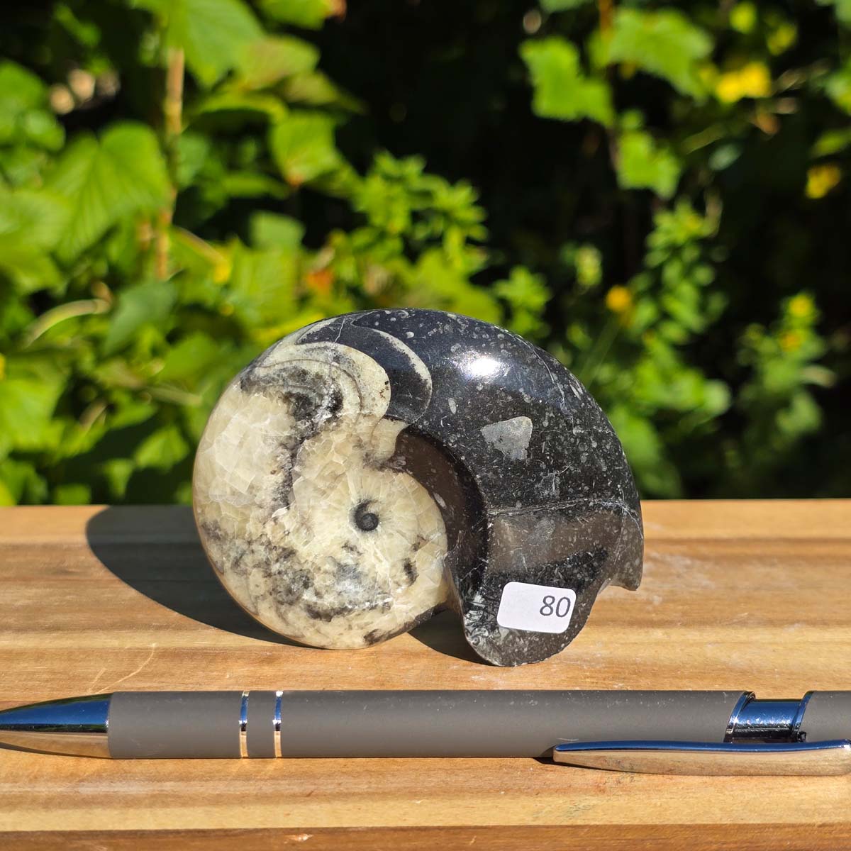 Ammonit - Echtes versteinertes Fossil - 100 Millionen Jahre alt - 8x7 cm - NR. 108