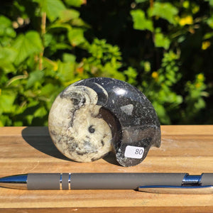 Ammonit - Echtes versteinertes Fossil - 100 Millionen Jahre alt - 8x7 cm - NR. 108