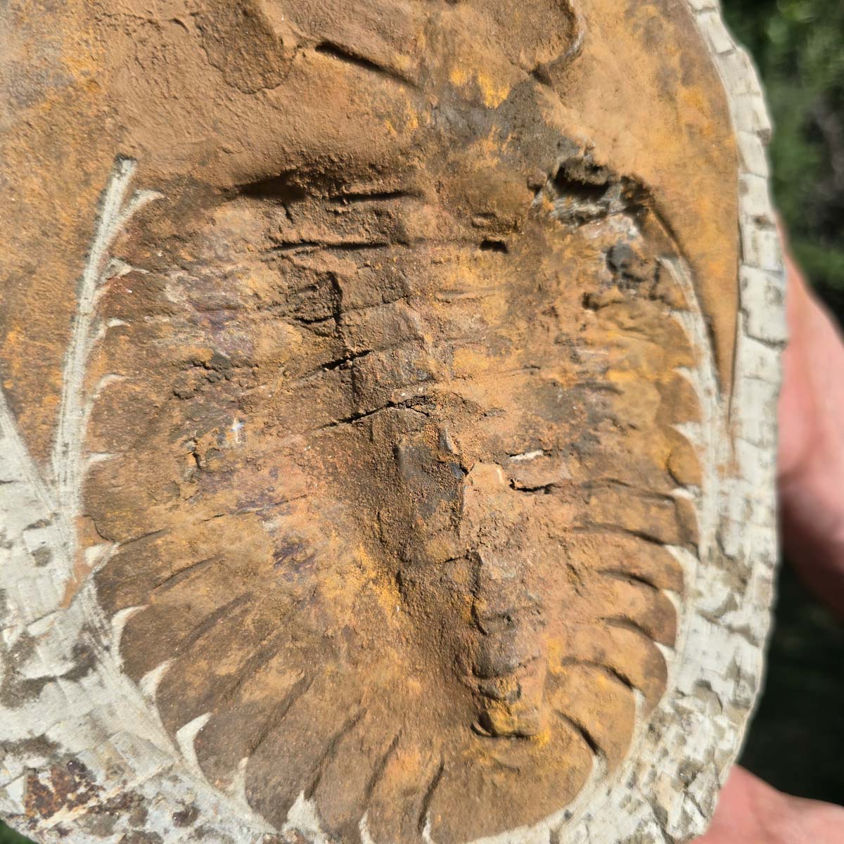 Echter Trilobit Fossil auf Matrix – Naturfund aus Marokko - handpräpariert - 22x17cm - Nr. 80