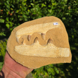 Mosasaurus Kiefer Prognathodon mit originalen Zähnen (Präpariert) – Fossil aus Marokko - 18x15cm - Nr. 80