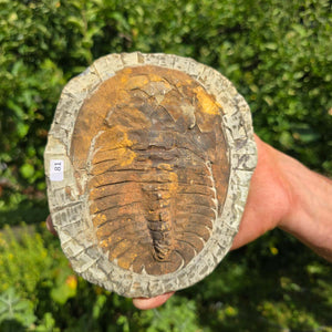 Echter Trilobit Fossil auf Matrix – Naturfund aus Marokko - handpräpariert - 17x14cm - Nr. 81