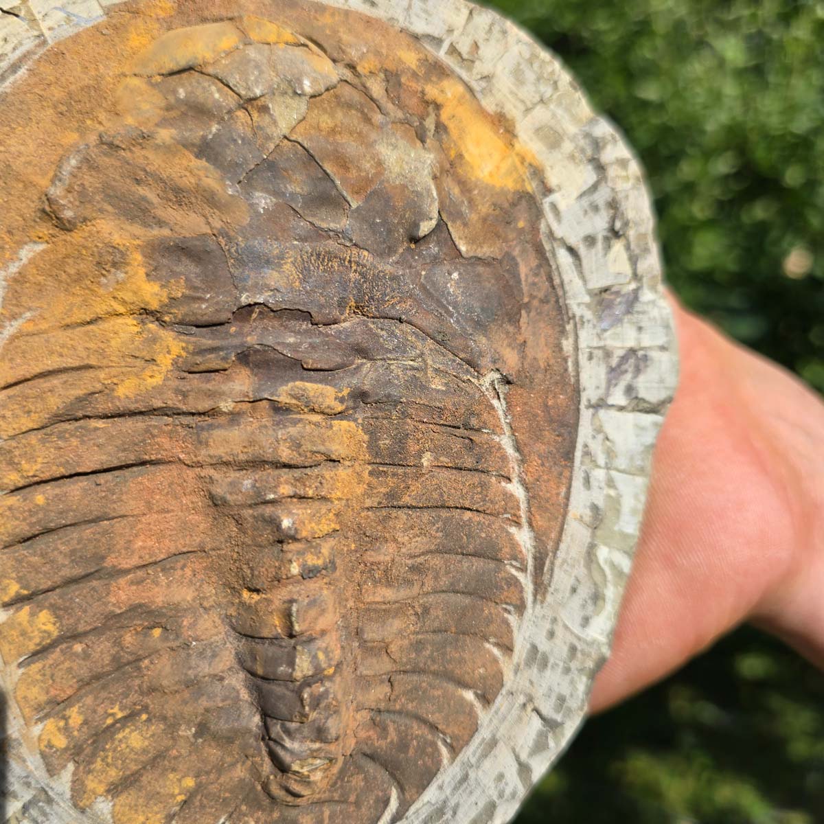 Echter Trilobit Fossil auf Matrix – Naturfund aus Marokko - handpräpariert - 17x14cm - Nr. 81