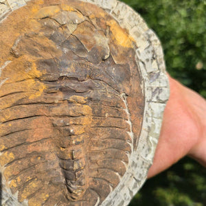 Echter Trilobit Fossil auf Matrix – Naturfund aus Marokko - handpräpariert - 17x14cm - Nr. 81