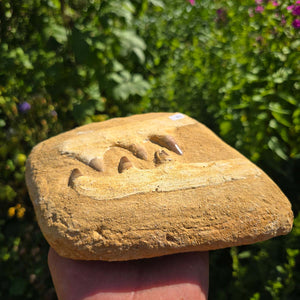 Mosasaurus Kiefer Prognathodon mit originalen Zähnen (Präpariert) – Fossil aus Marokko - 17x17cm - Nr. 81