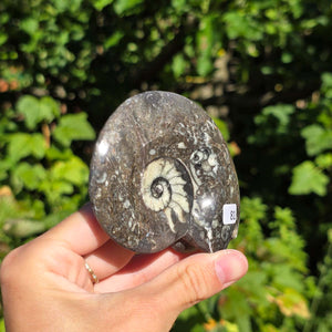 Ammonit - Echtes versteinertes Fossil - 100 Millionen Jahre alt - 8x7 cm - NR. 109