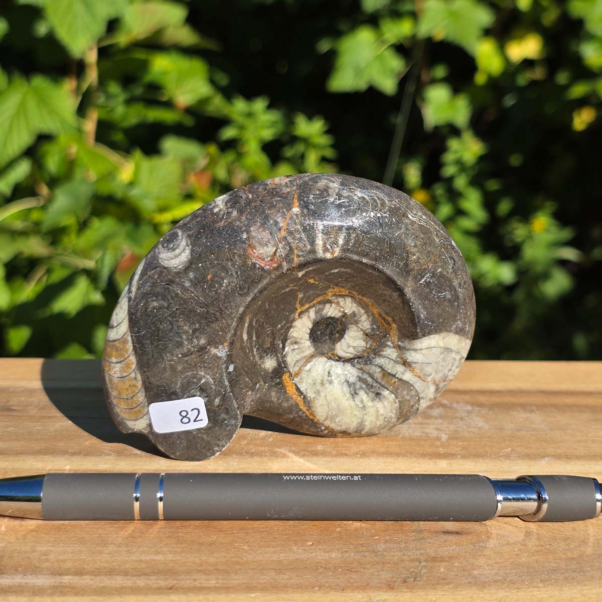 Ammonit - Echtes versteinertes Fossil - 100 Millionen Jahre alt - 9x7 cm - NR. 110