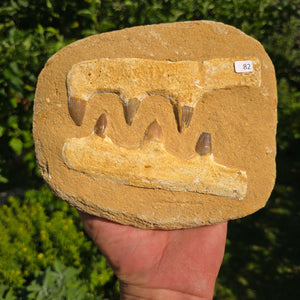 Mosasaurus Kiefer Prognathodon mit originalen Zähnen (Präpariert) – Fossil aus Marokko - 18x16cm - Nr. 82