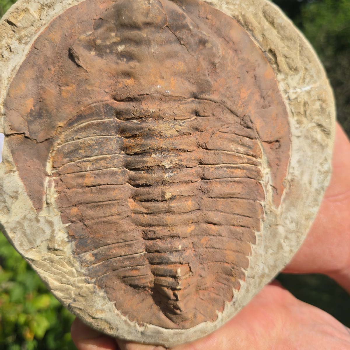 Echter Trilobit Fossil auf Matrix – Naturfund aus Marokko - handpräpariert - 19x18cm - Nr. 82