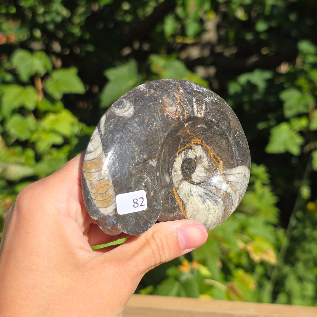 Ammonit - Echtes versteinertes Fossil - 100 Millionen Jahre alt - 9x7 cm - NR. 110