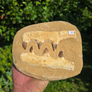 Mosasaurus Kiefer Prognathodon mit originalen Zähnen (Präpariert) – Fossil aus Marokko - 18x16cm - Nr. 82