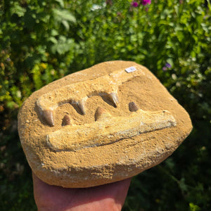 Mosasaurus Kiefer Prognathodon mit originalen Zähnen (Präpariert) – Fossil aus Marokko - 18x16cm - Nr. 82