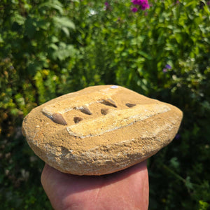 Mosasaurus Kiefer Prognathodon mit originalen Zähnen (Präpariert) – Fossil aus Marokko - 18x16cm - Nr. 82