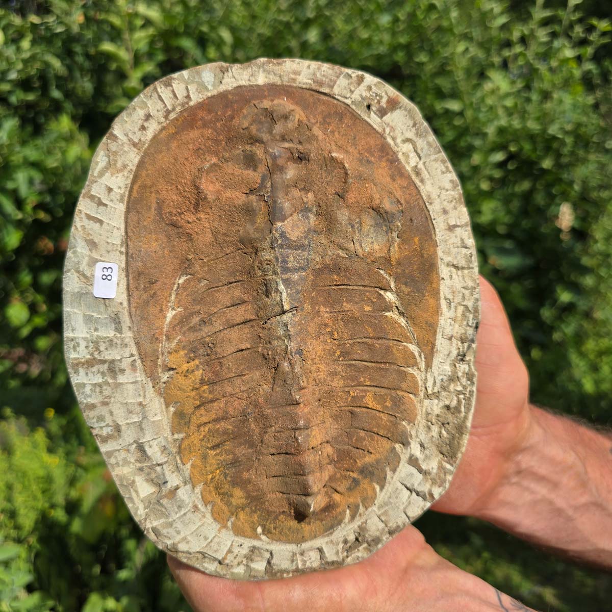 Echter Trilobit Fossil auf Matrix – Naturfund aus Marokko - handpräpariert - 21x16cm - Nr. 83