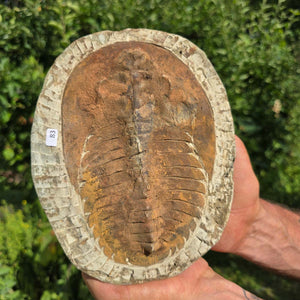 Echter Trilobit Fossil auf Matrix – Naturfund aus Marokko - handpräpariert - 21x16cm - Nr. 83