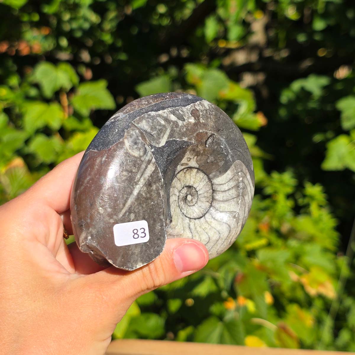 Ammonit - Echtes versteinertes Fossil - 100 Millionen Jahre alt - 9x7 cm - NR. 111