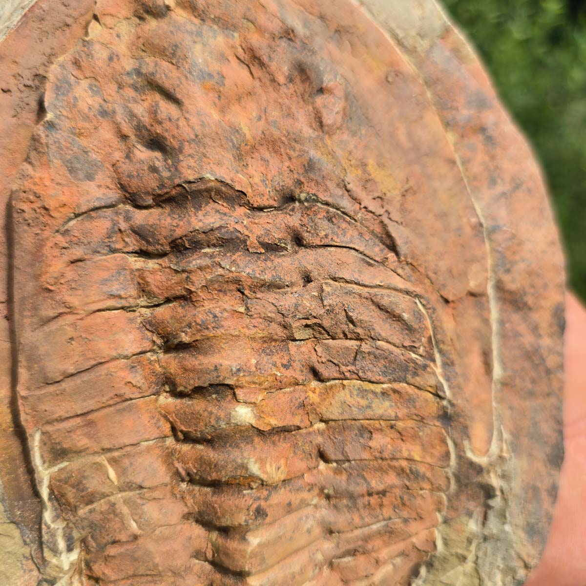 Echter Trilobit Fossil auf Matrix – Naturfund aus Marokko - handpräpariert - 20x15cm - Nr. 84