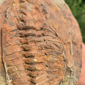 Echter Trilobit Fossil auf Matrix – Naturfund aus Marokko - handpräpariert - 20x15cm - Nr. 84