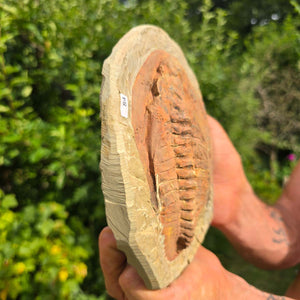 Echter Trilobit Fossil auf Matrix – Naturfund aus Marokko - handpräpariert - 20x15cm - Nr. 84