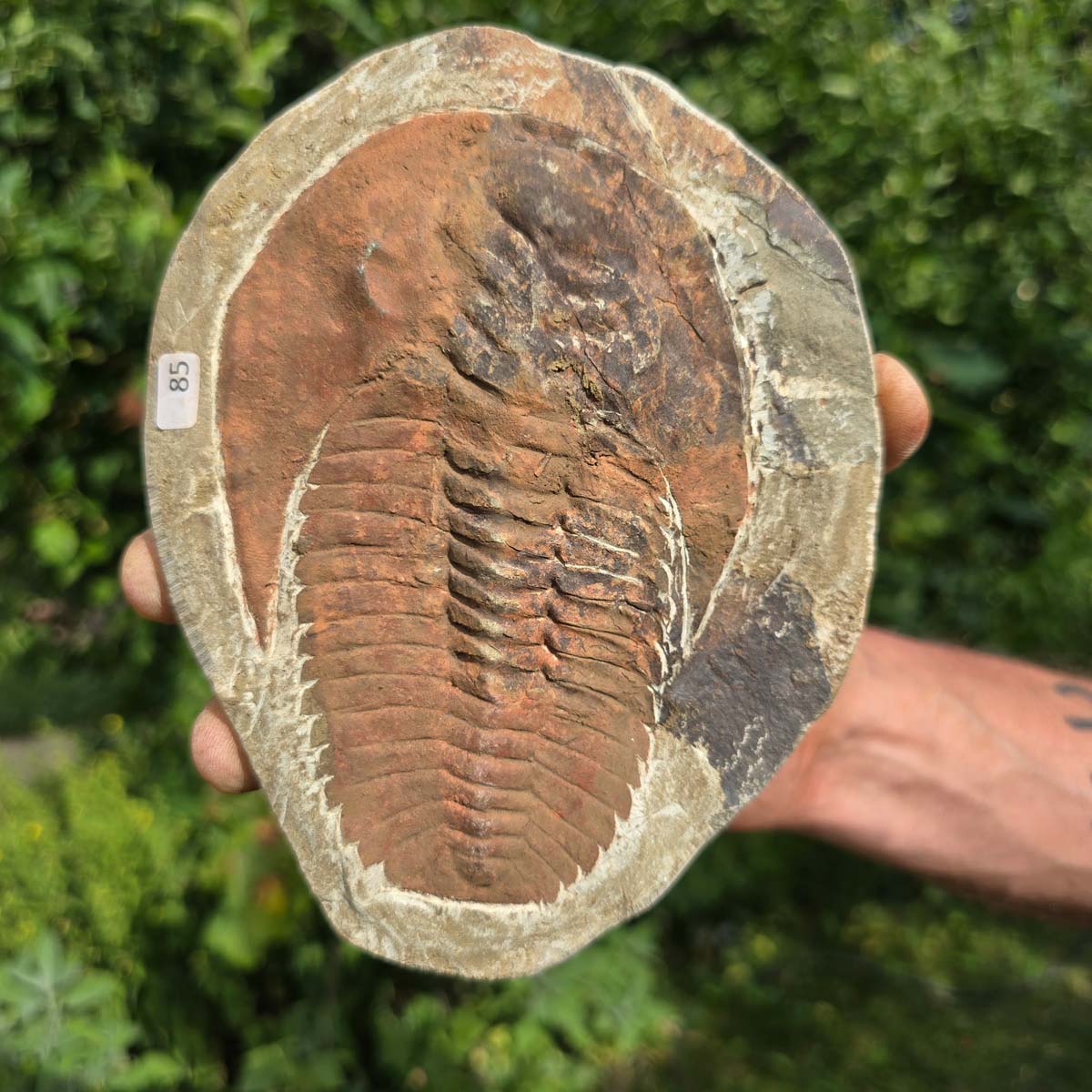Echter Trilobit Fossil auf Matrix – Naturfund aus Marokko - handpräpariert - 17x13cm - Nr. 85