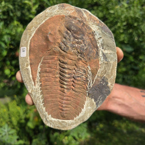 Echter Trilobit Fossil auf Matrix – Naturfund aus Marokko - handpräpariert - 17x13cm - Nr. 85