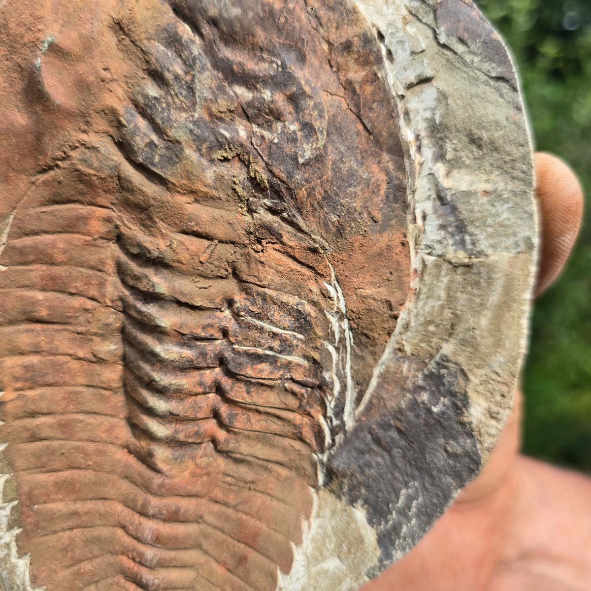 Echter Trilobit Fossil auf Matrix – Naturfund aus Marokko - handpräpariert - 17x13cm - Nr. 85