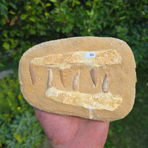 Mosasaurier Kiefer mit originalen Zähnen (Präpariert) – Fossil aus Marokko - 17x13cm - Nr. 86