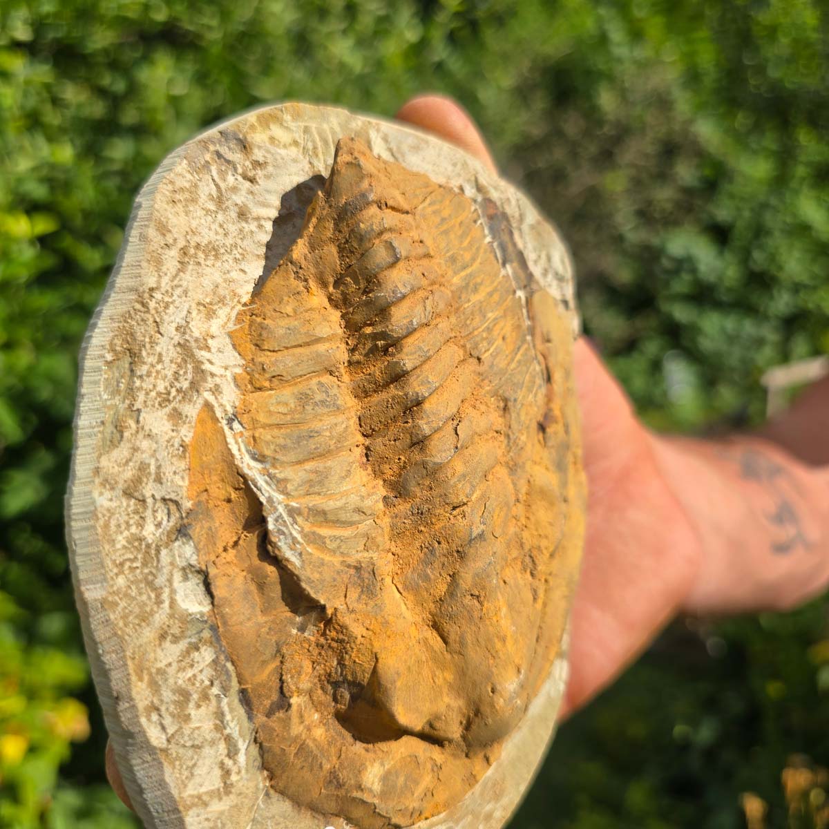 Echter Trilobit Fossil auf Matrix – Naturfund aus Marokko - handpräpariert - 16x12cm - Nr. 86