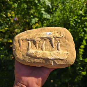 Mosasaurier Kiefer mit originalen Zähnen (Präpariert) – Fossil aus Marokko - 17x13cm - Nr. 86