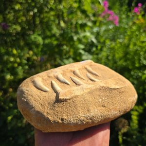 Mosasaurier Kiefer mit originalen Zähnen (Präpariert) – Fossil aus Marokko - 17x14cm - Nr. 87