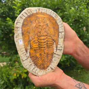 Echter Trilobit Fossil auf Matrix – Naturfund aus Marokko - handpräpariert - 22x16cm - Nr. 88