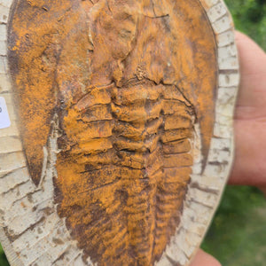 Echter Trilobit Fossil auf Matrix – Naturfund aus Marokko - handpräpariert - 22x16cm - Nr. 88