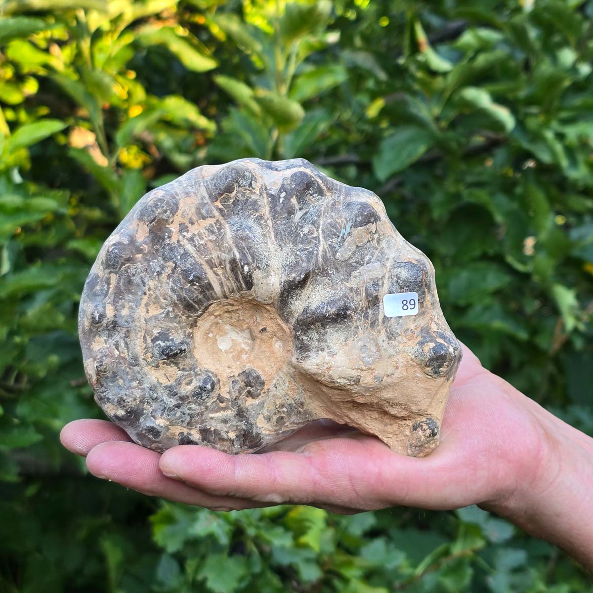 Ammonit - Echtes versteinertes Fossil - 100 Millionen Jahre alt - 14x11x6 cm - NR. 89